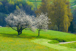 Frühling