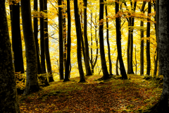 Herbst-8647
